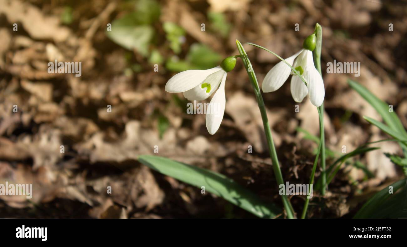 Two white blooming snowdrop in the forest background close-up Stock Photo