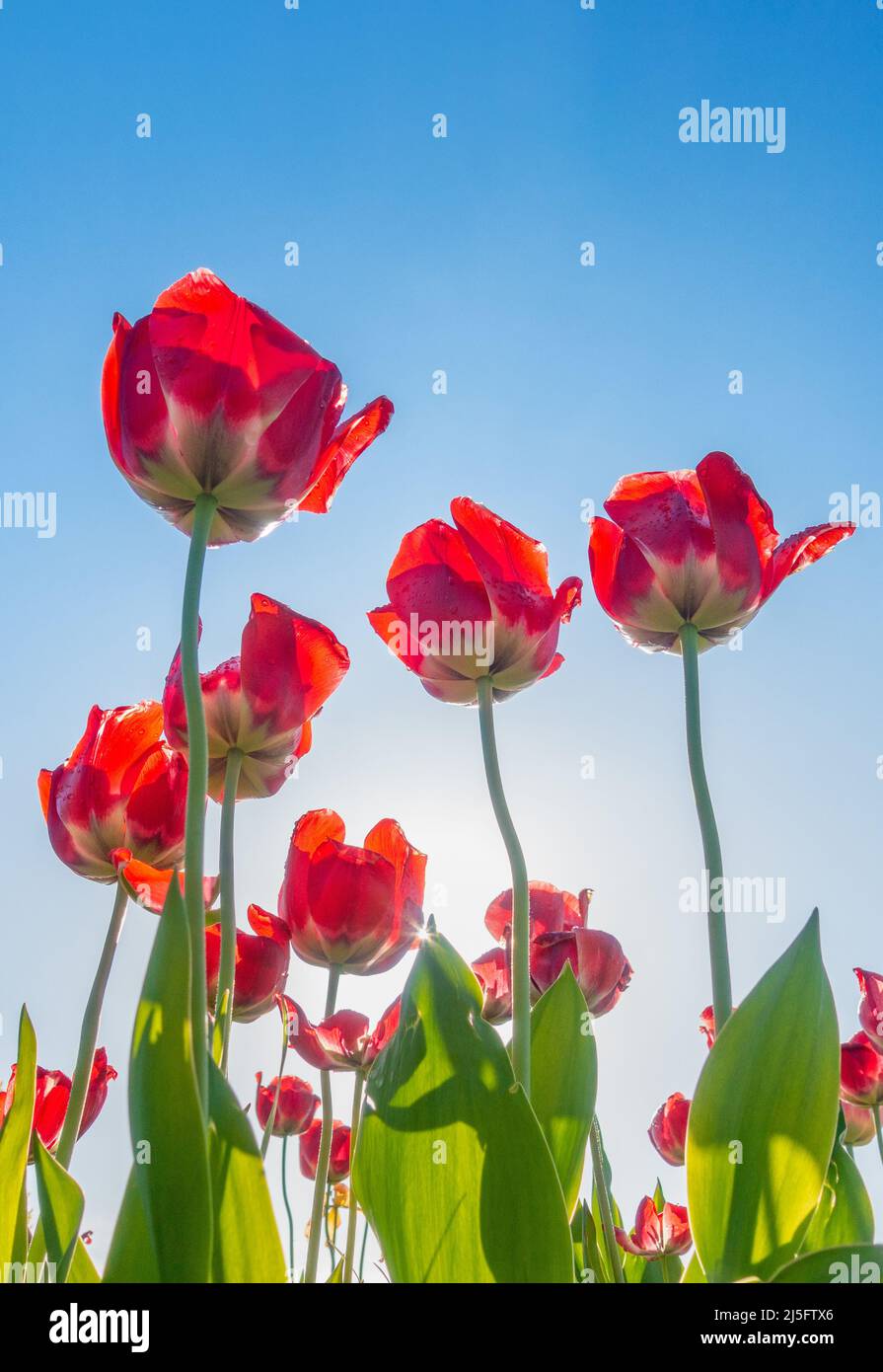 Red Tulips against a blue sky just after sunrise. Stock Photo