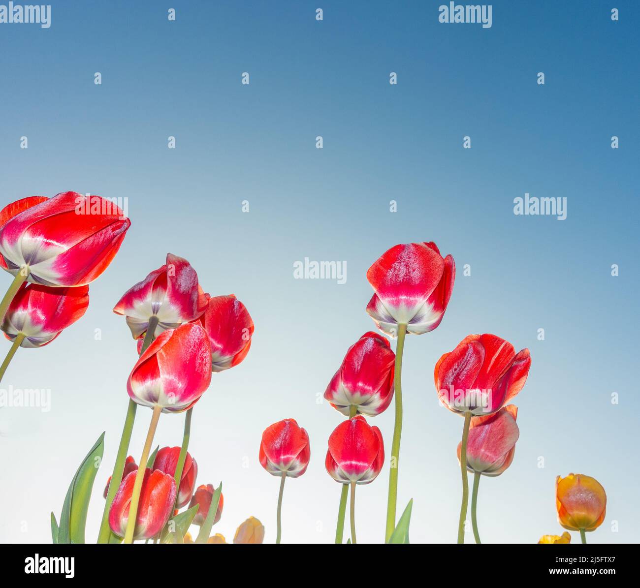 Red Tulips against a blue sky just after sunrise on a frosty spring morning. Frost visible on flowers Stock Photo