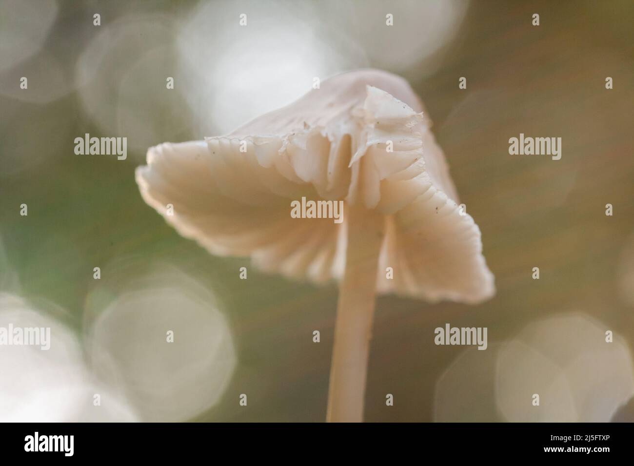 The sun coming through the trees is caught catching this toadstool Stock Photo