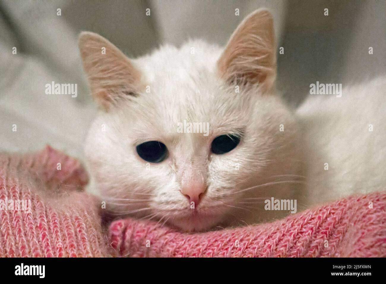White cat is lying on the wooden floor. Turkish angora. Van cat with blue and green eyes. Adorable pets, heterochromia Stock Photo