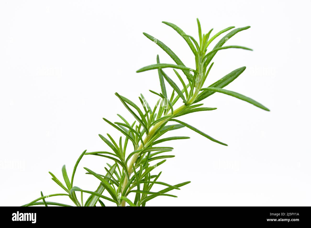 Fresh green rosemary leaves, widely used in mediterranean cuisine