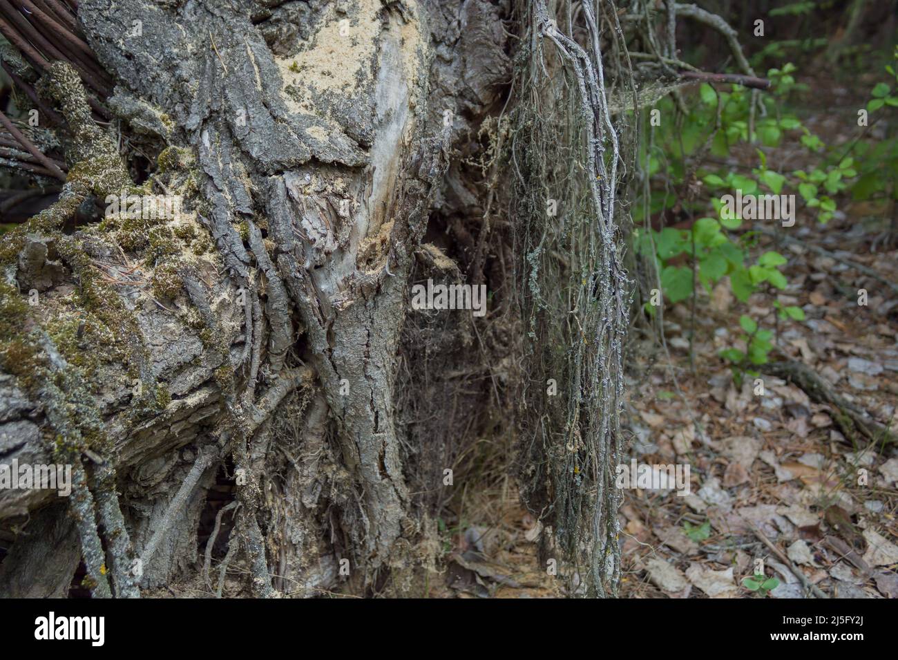 Evernia plum lichen on tree branches. Chernobyl Stock Photo