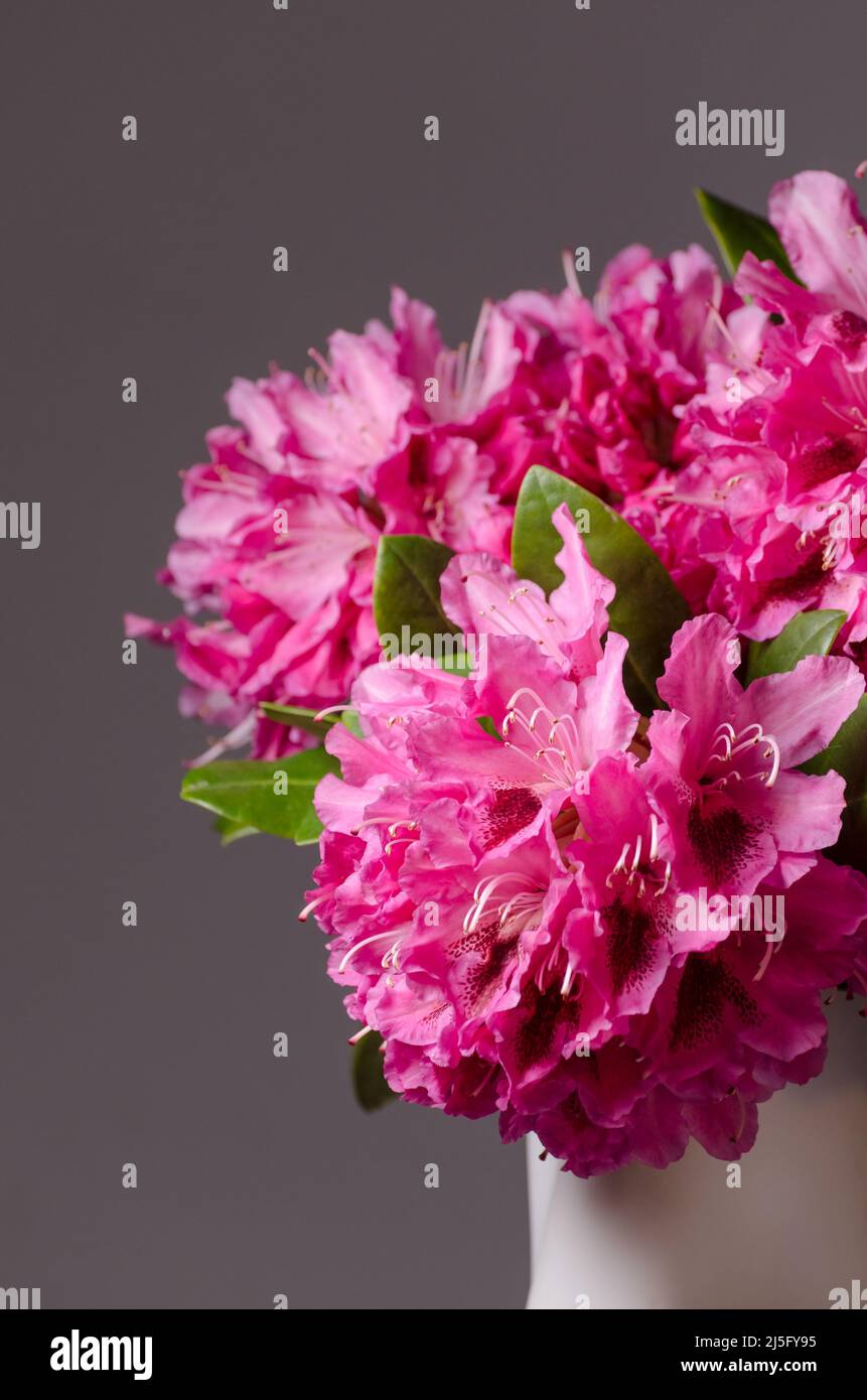 Rhododendron flowering snow hi-res stock photography and images - Alamy