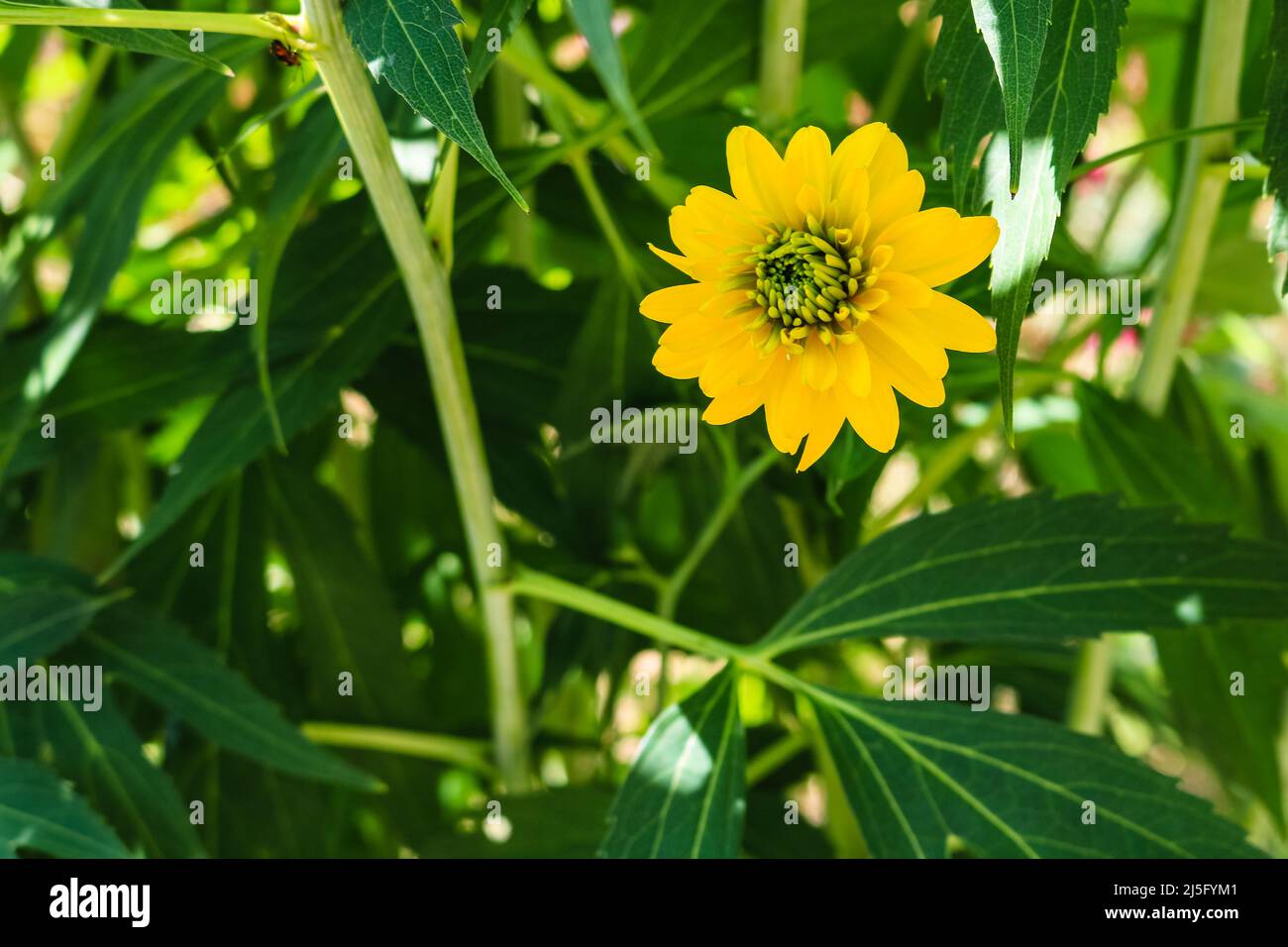 Close up photo of a yellow flower with green middle and background of ...