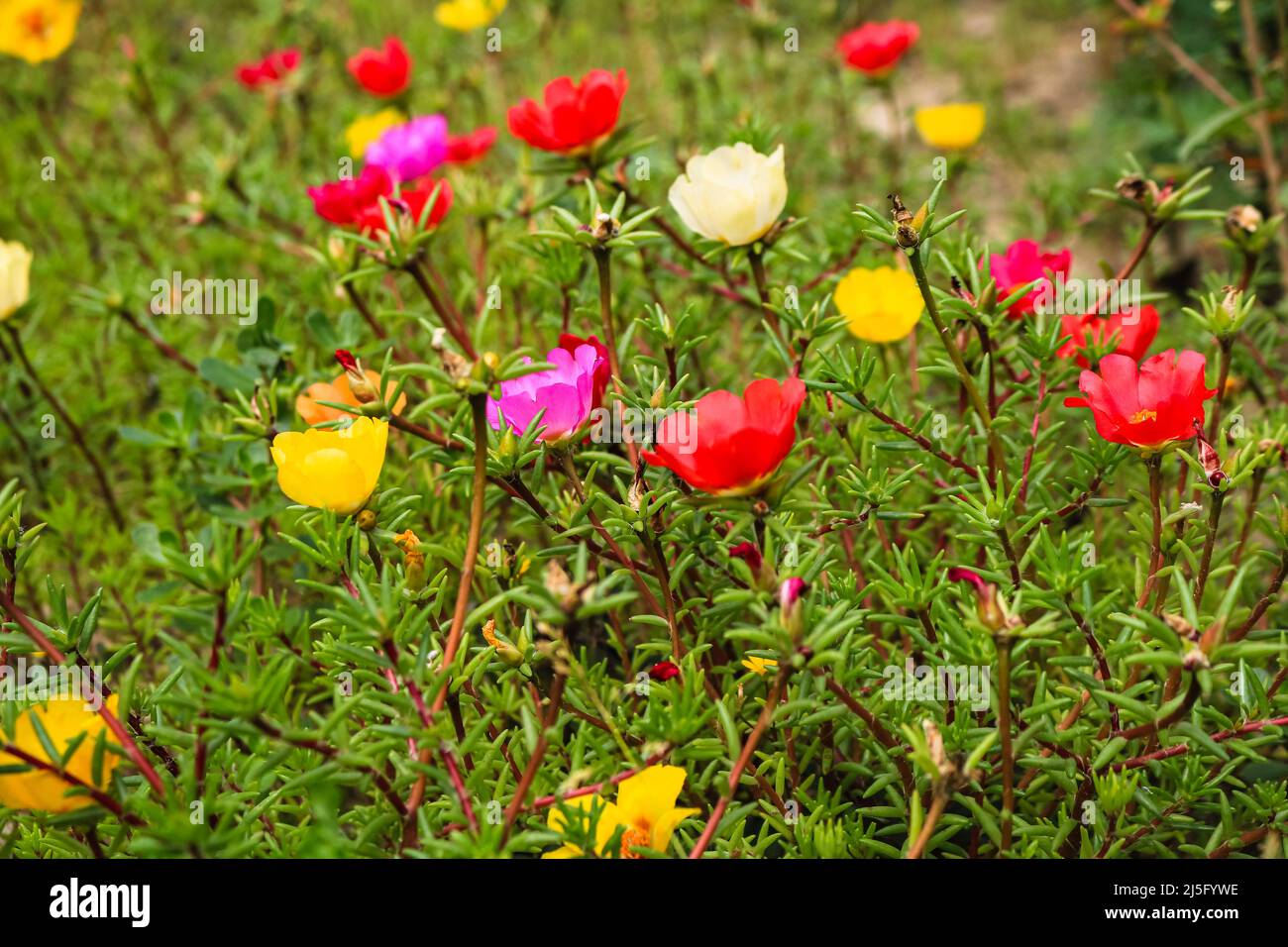 Close up of colorful spring flowers with selective focus on blurred background of green leaves. Spring time concept. Mix of spring flowers Stock Photo