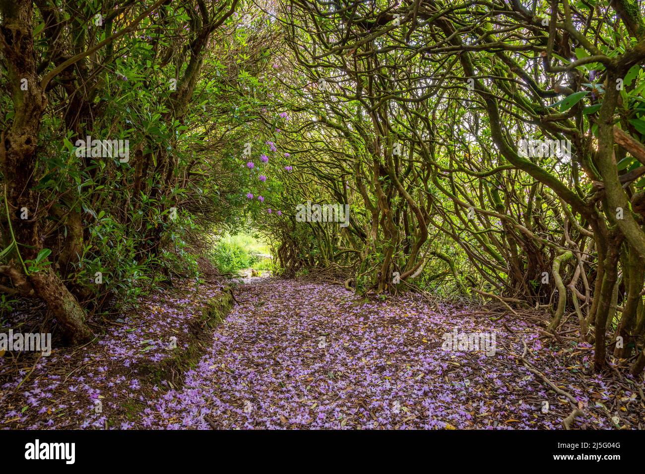 Tunnel of rhododendrons, Dalquharran, Ayrshire, Scotland Stock Photo