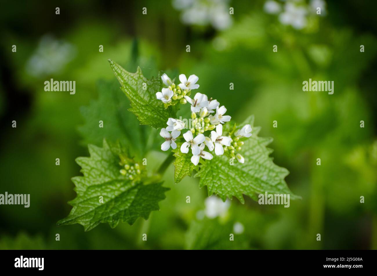 Alliaria petiolata, known as garlic mustard Stock Photo