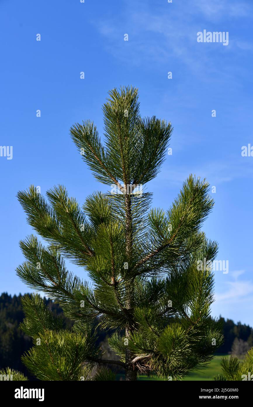 Schöner, gerade gewachsener Nadelbaum Stock Photo