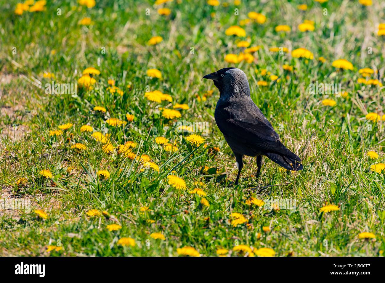 A black and gray raven is looking for food in a meadow in spring Stock Photo