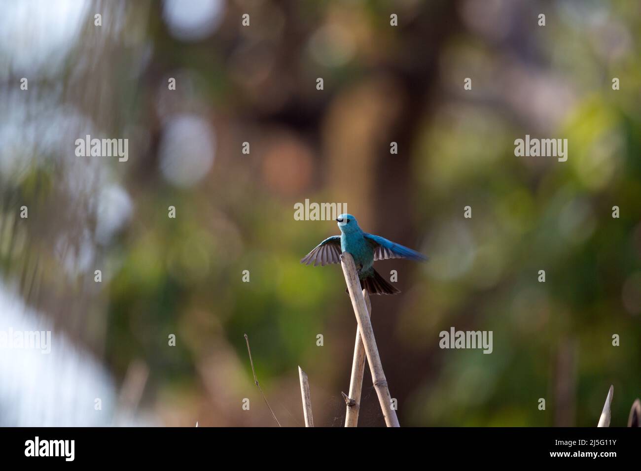 Verditar Flycatcher or Eumyias thalassinus in Lava, North Bengal Himalayn Hiiils, West Bengal, India Stock Photo