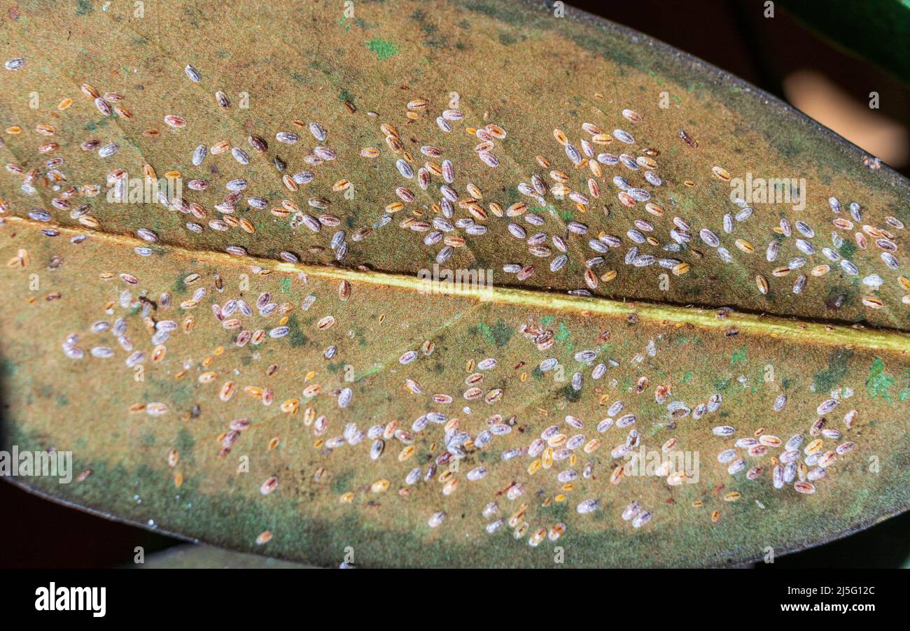 Male tuliptree scale insects (Toumeyella liriodendri) on magnolia tree ...