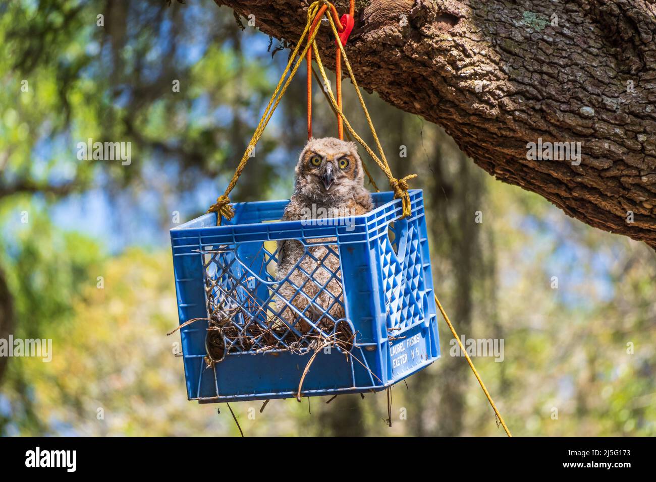 Juvenile great horned owl (Bubo virginianus) in a nest box at Fort Cooper State Park - Inverness, Florida, USA Stock Photo