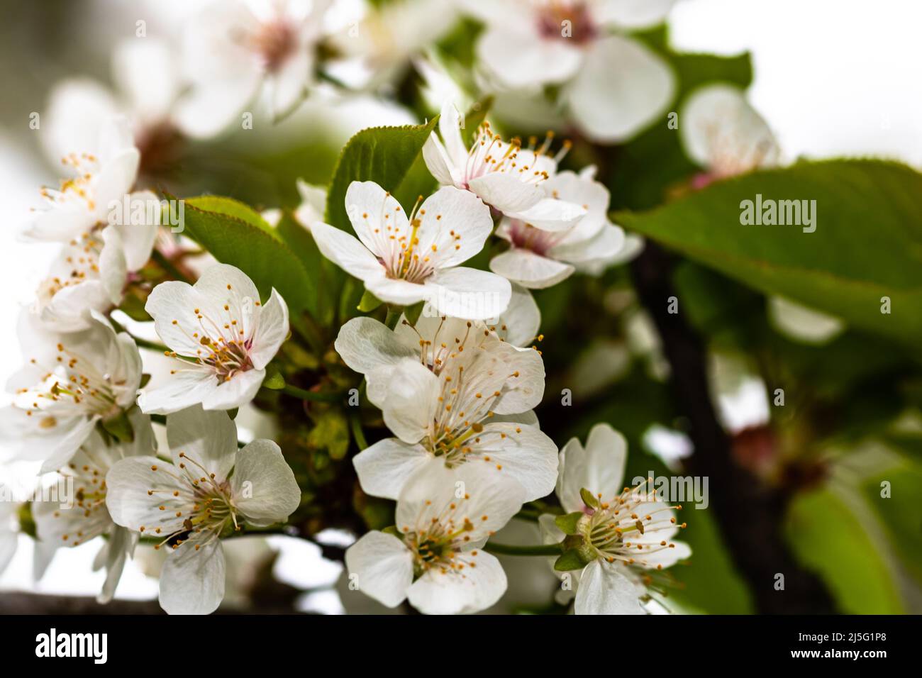Spring flowering trees with white flowers in the garden. Spring