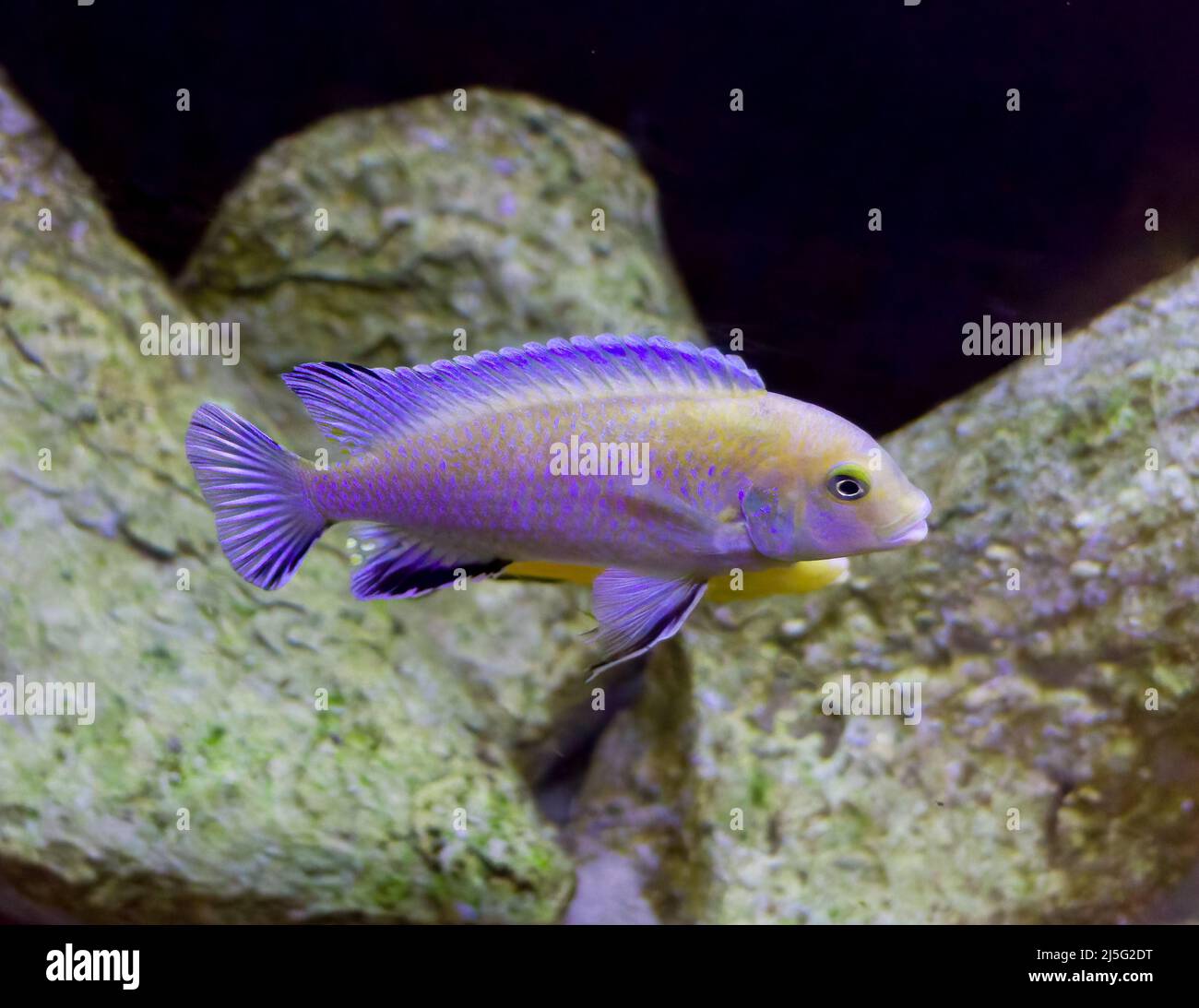 The pindani (Pseudotropheus socolofi) is a species of cichlid endemic to Lake Malawi preferring areas with sandy substrates and nearby rocks where the Stock Photo