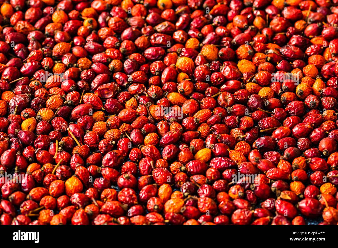 Selective focus on freshly picked rose hips fruits isolated. Background