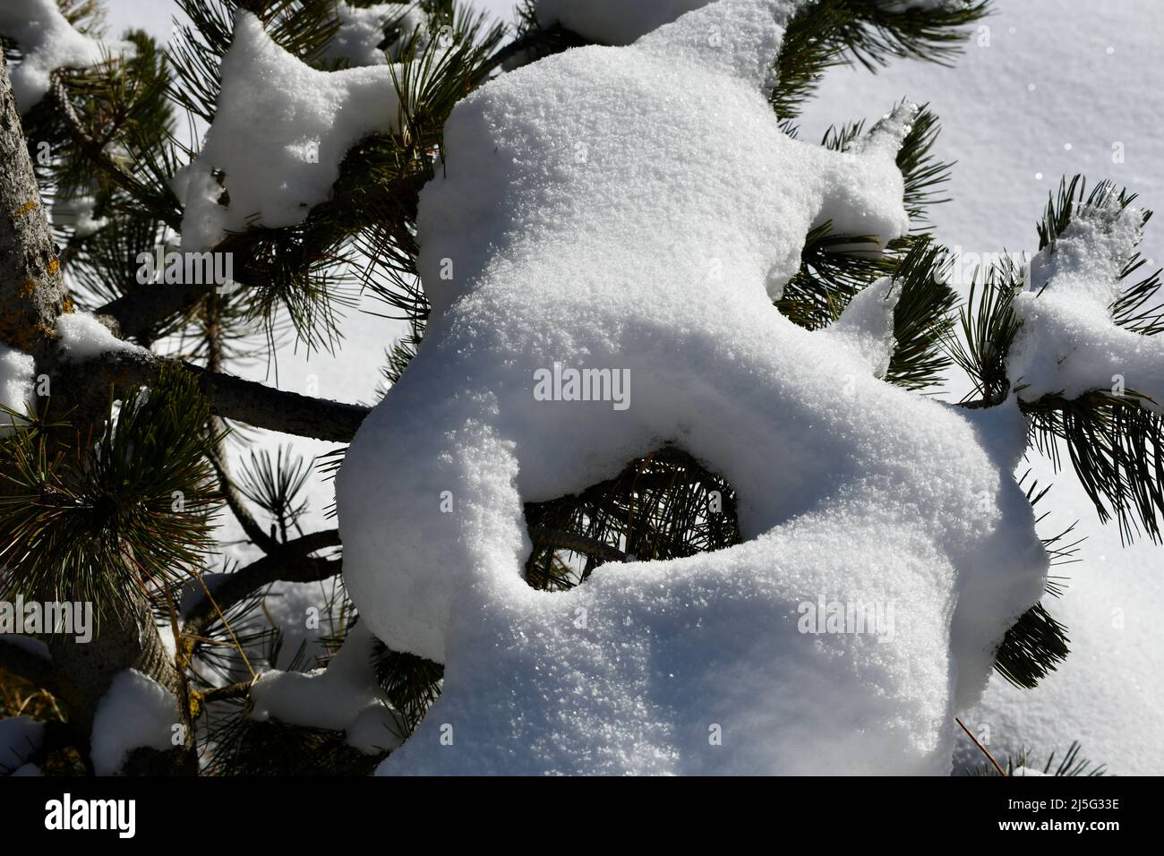 schneebedeckter Kiefernast Stock Photo