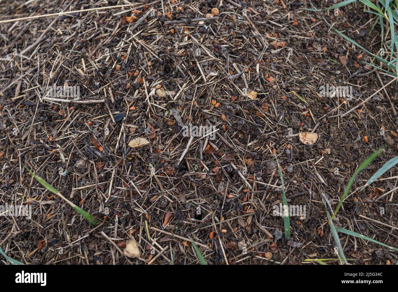 Wood Ant Anthill. Close-up of the army of red ants crawling in the nest, made from branches, seeds and straw Stock Photo