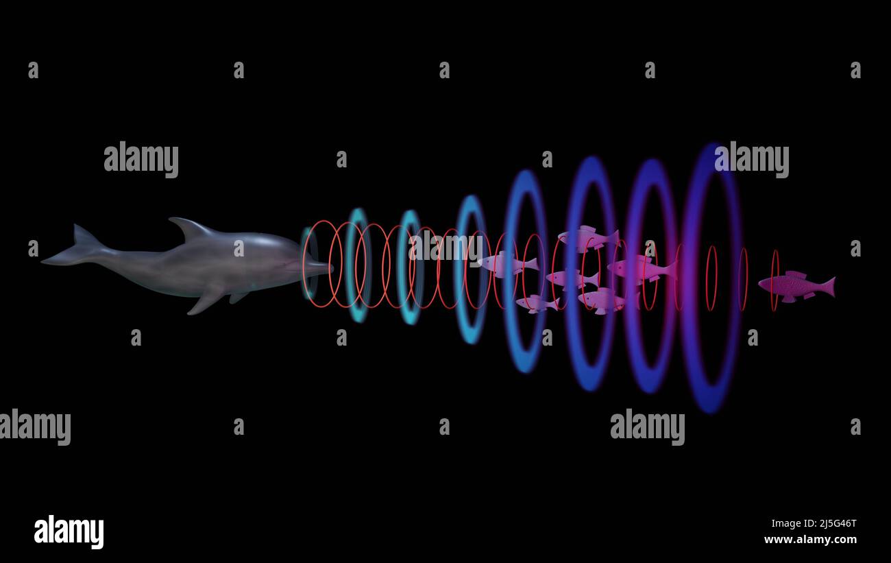 Dolphin emitting sonar , echolocation signals . 3d render illustration Stock Photo Alamy