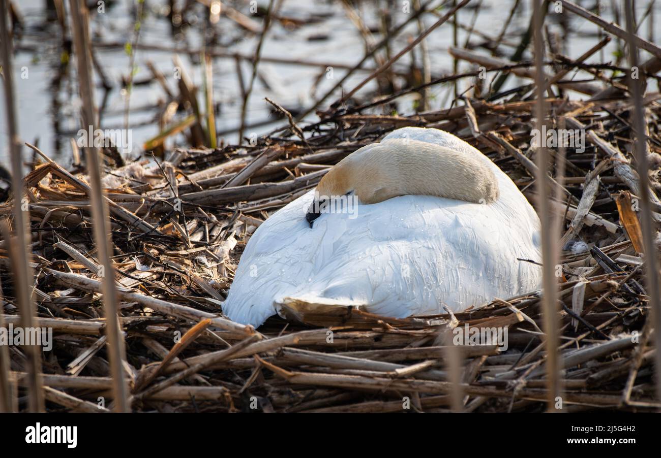 Mute swan (Cygnus olor) resting on a nest surrounded by reeds. Stock Photo