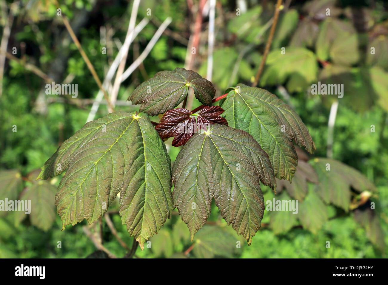 Young leaves of a sycamore tree in Spong Wood near Elmsted on the Kent Downs above Ashford, Kent, England, United Kingdom Stock Photo