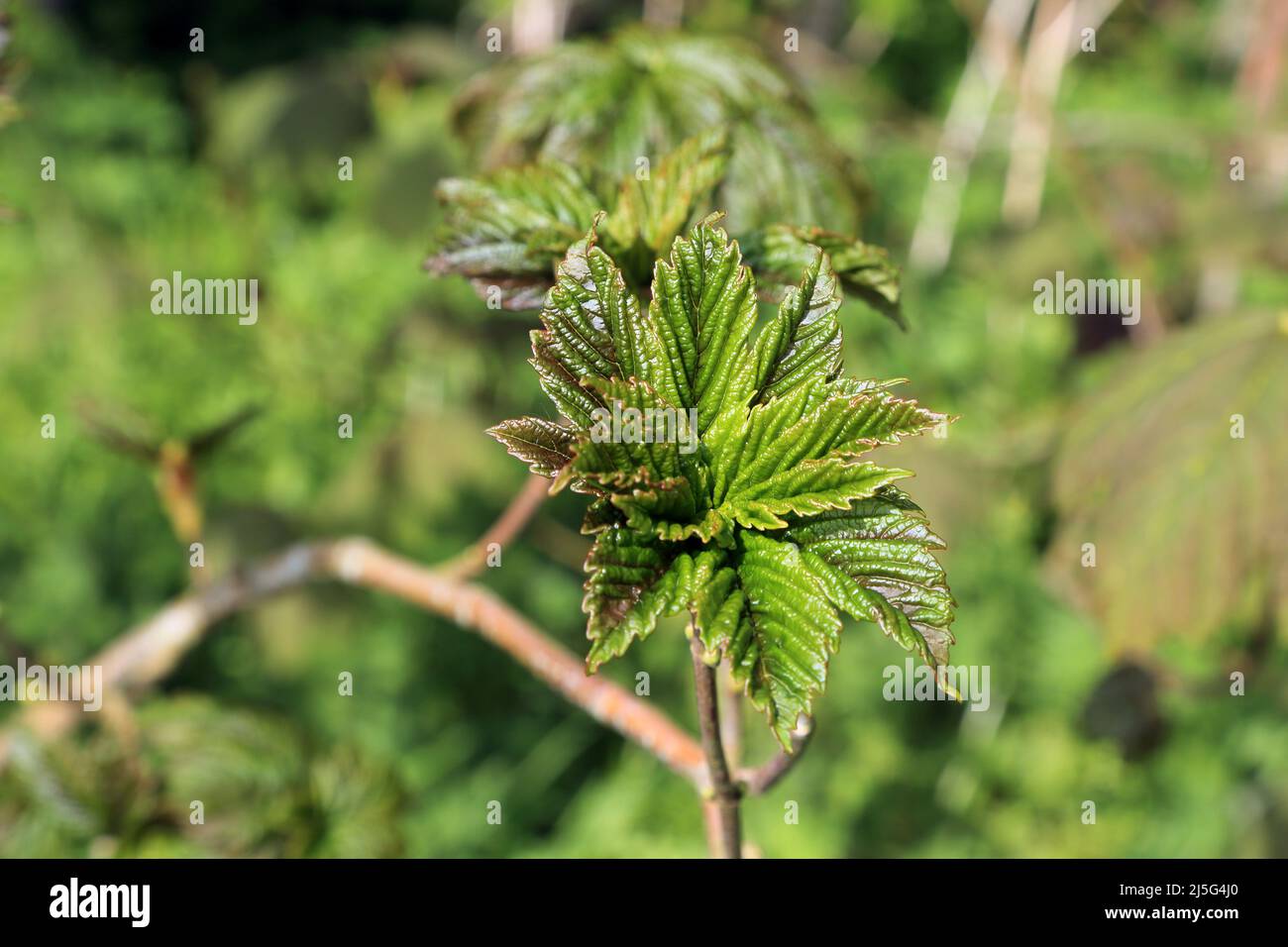 Young leaves of a sycamore tree in Spong Wood near Elmsted on the Kent Downs above Ashford, Kent, England, United Kingdom Stock Photo