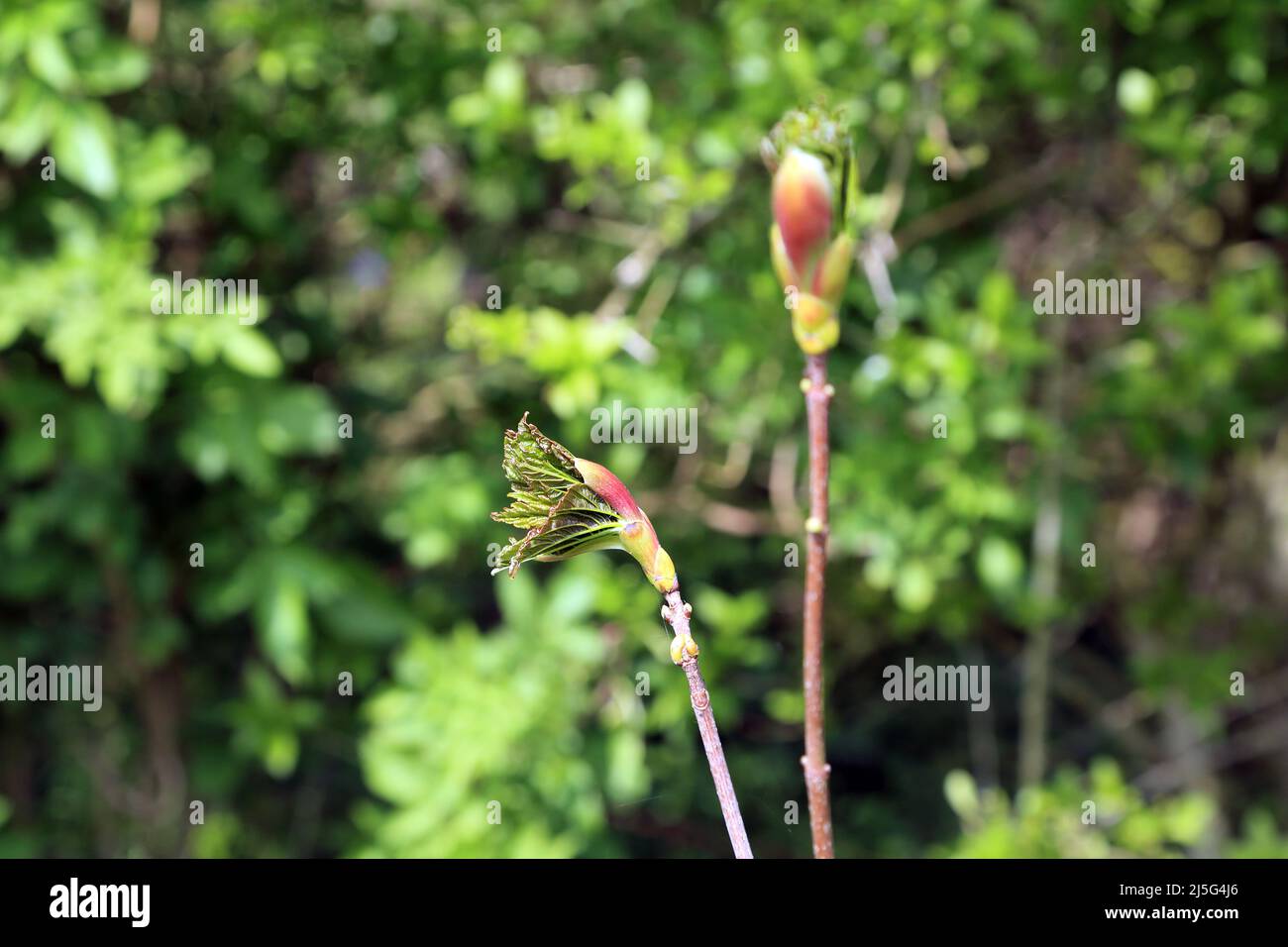 Young leaves coming out of bud on a sycamore tree in Spong Wood near Elmsted on the Kent Downs above Ashford, Kent, England, United Kingdom Stock Photo
