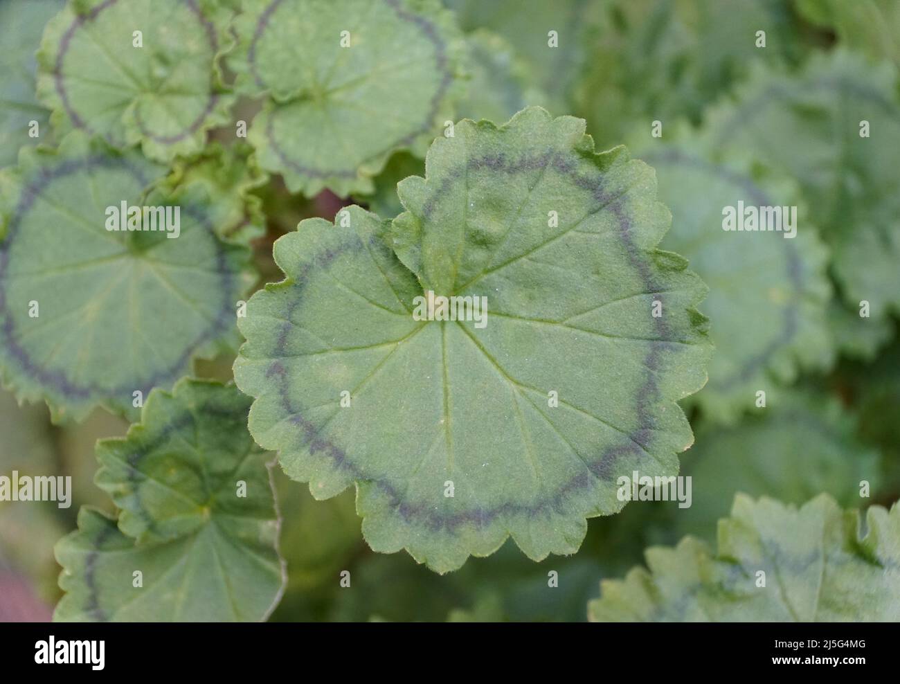 Close up of the unique leaf of Zonal Geranium 'Distinction' Stock Photo