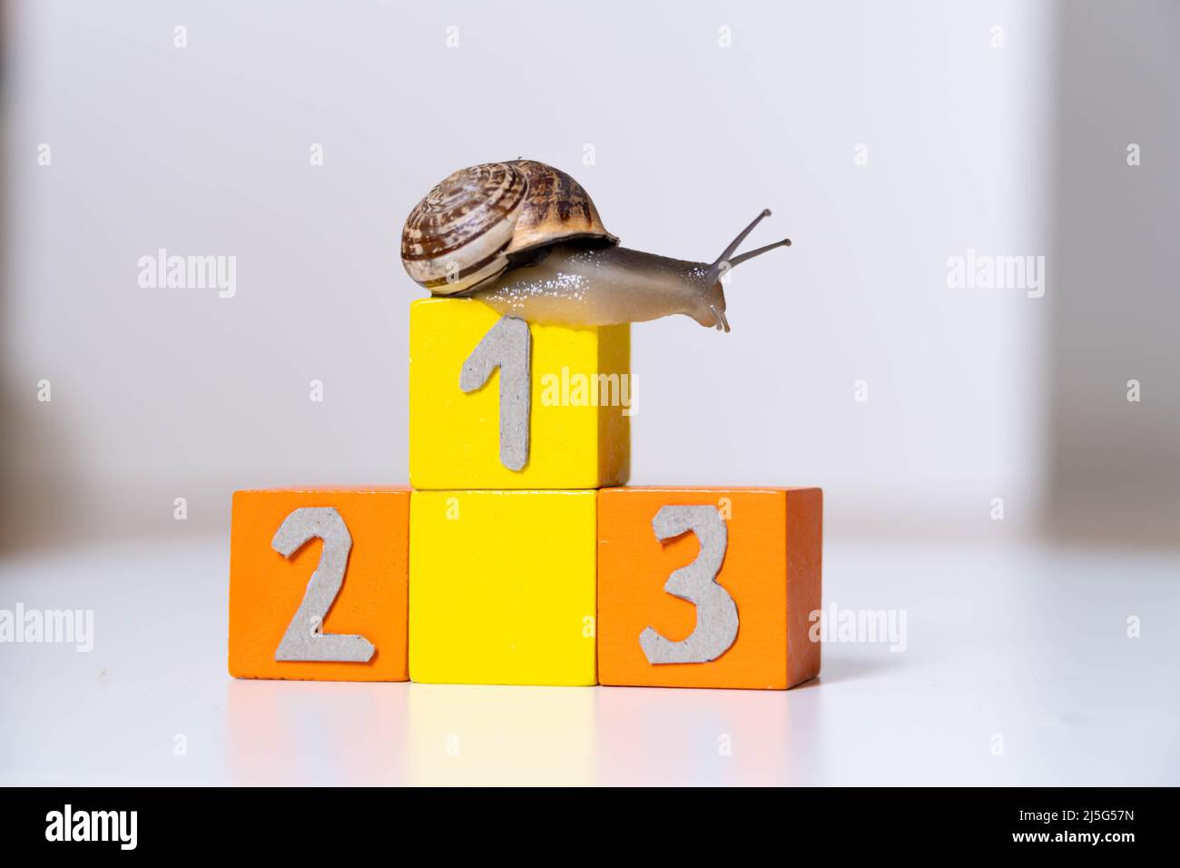 Snail in the first place of an Olympic podium. concept of success and everything is possible with effort Stock Photo