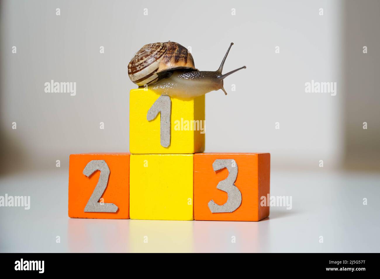 Snail in the first place of an Olympic podium. concept of success and everything is possible with effort Stock Photo