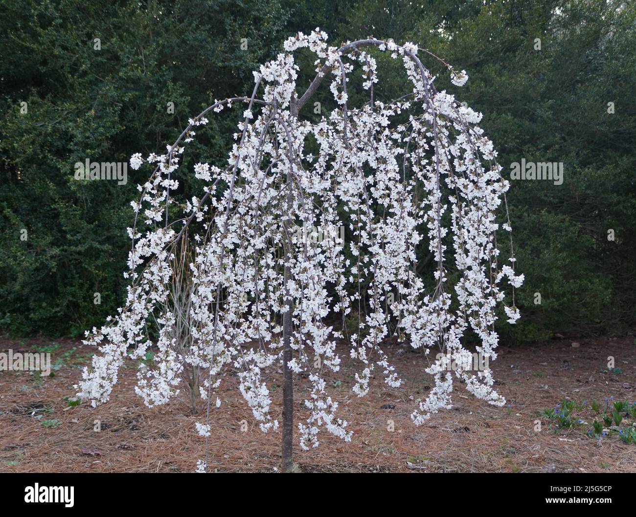 dwarf japanese weeping cherry tree