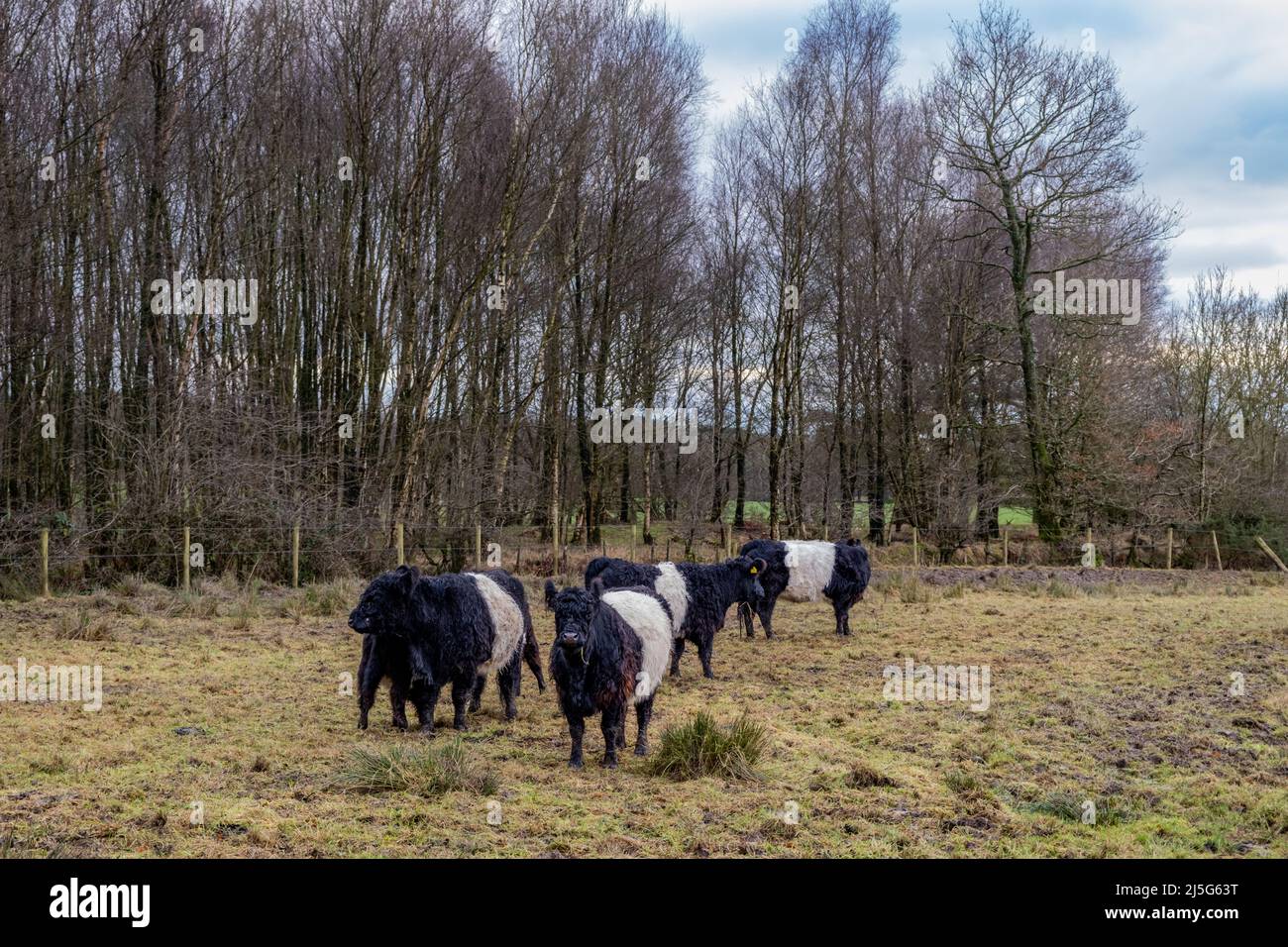 A herd of Belted Galloway cattle moving through a Scottish field at sunset in winter, Castle Douglas, Scotland Stock Photo