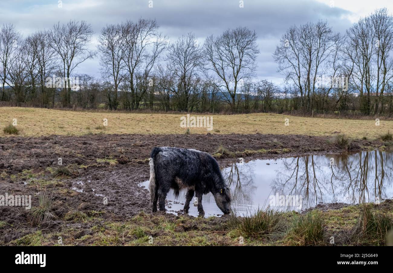 A Galloway Cow drinking from a watering hole in a Scottish field in winter, Dumfries and Galloway, Scotland Stock Photo