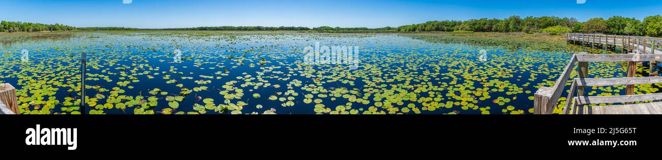 Panorama of Crews Lake Wilderness Park - Spring Hill, Florida, USA Stock Photo