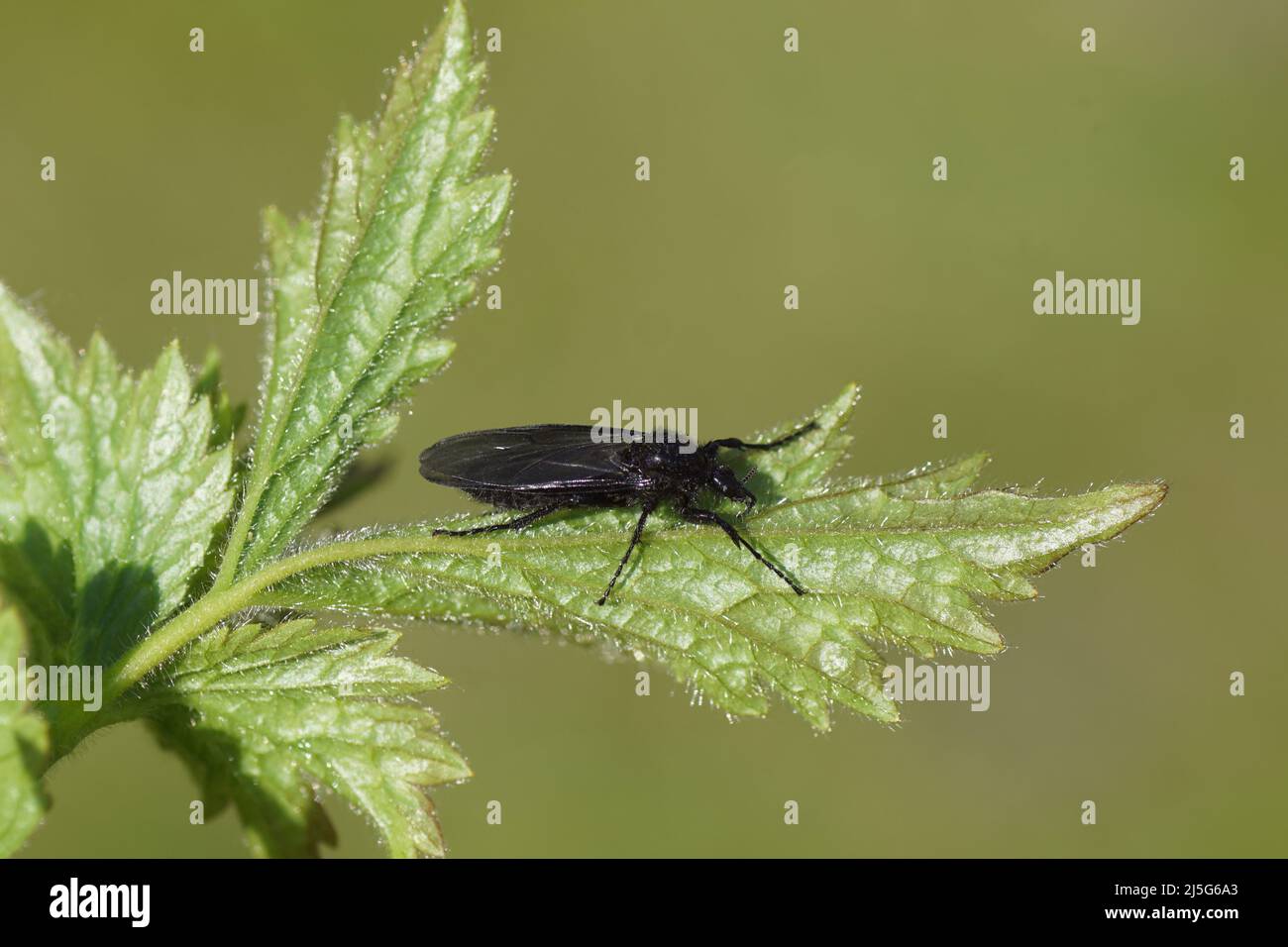Female St Mark's fly (Bibio marci), family Bibionidae on the leaves of Wood Avens (Geum urbanum). Spring, Dutch garden, Netherlands Stock Photo