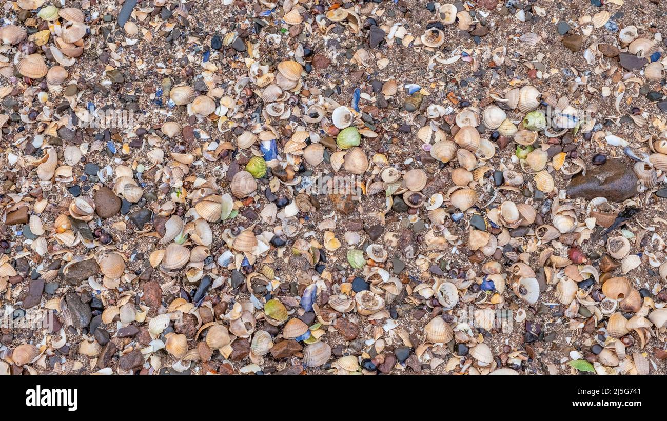 Close up of colourful old shells on a beach of various shapes and sizes Stock Photo
