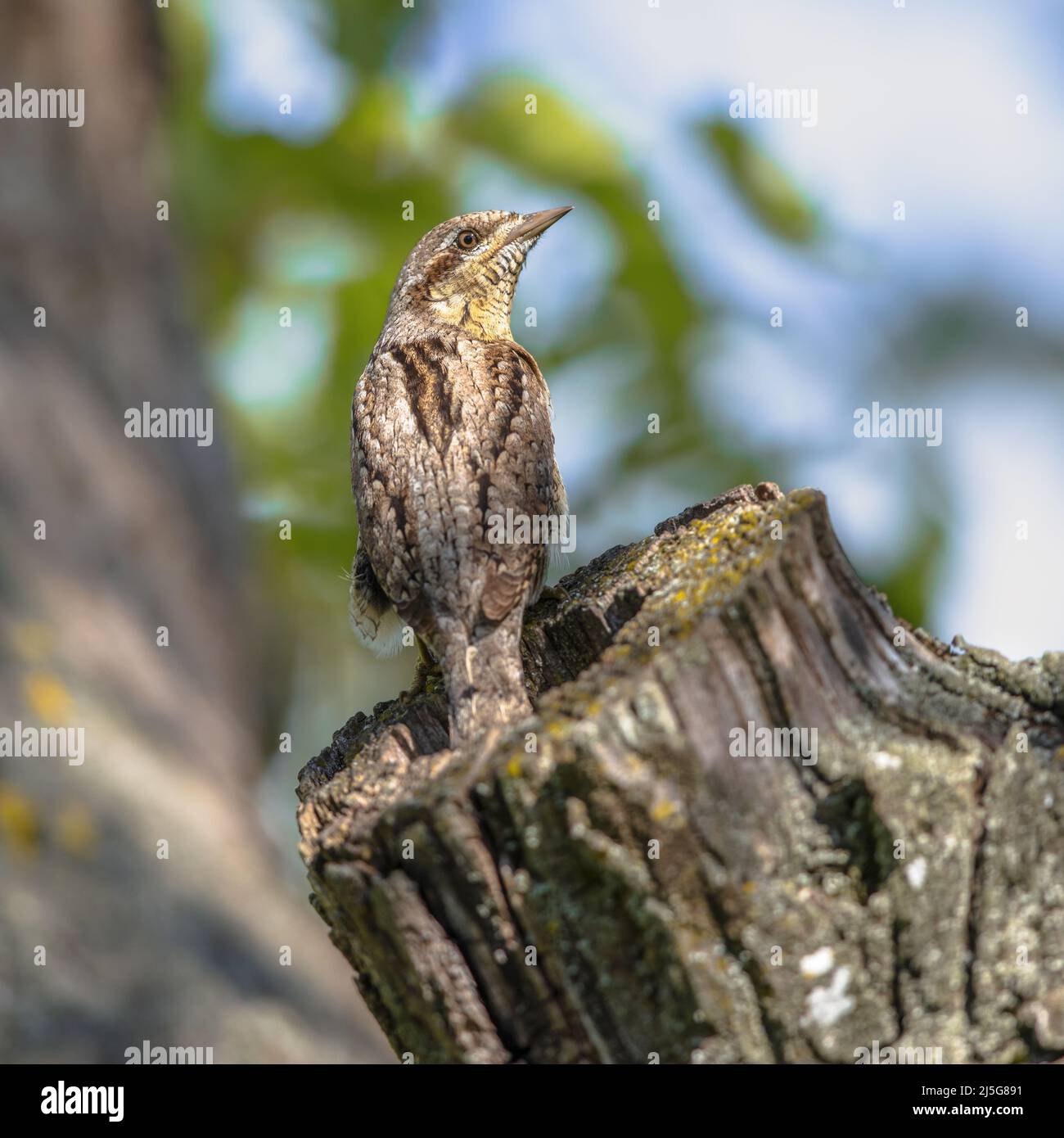 Eurasian wryneck or northern wryneck (Jynx torquilla) is a species of wryneck in the woodpecker family. Bird perched on tree trunk nesting site. Wildl Stock Photo