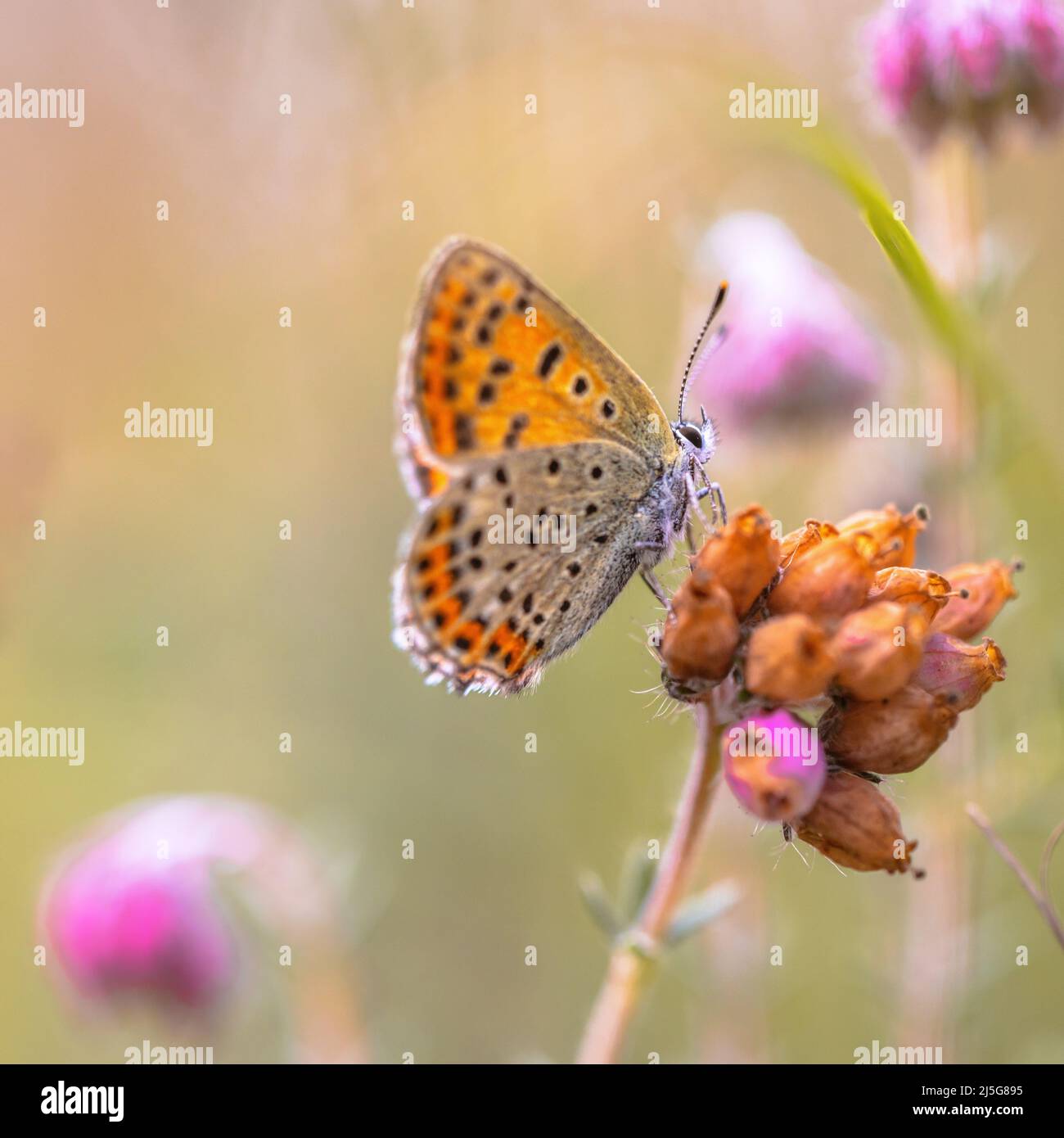 European Butterfly Sooty Copper (Lycaena tityrus) perched on heath flower (Erica tetralix) with blurred background and beautiful bokeh. Butterfly in n Stock Photo