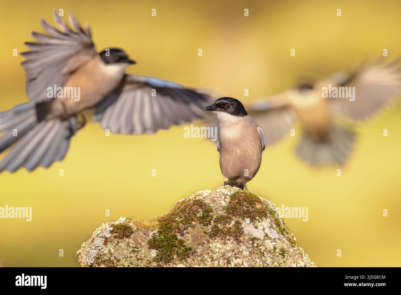Iberian magpie (Cyanopica cooki) is a bird in the crow family. Bird flying against bright background in Extremadura, Spain. Wildlife scene of nature i Stock Photo
