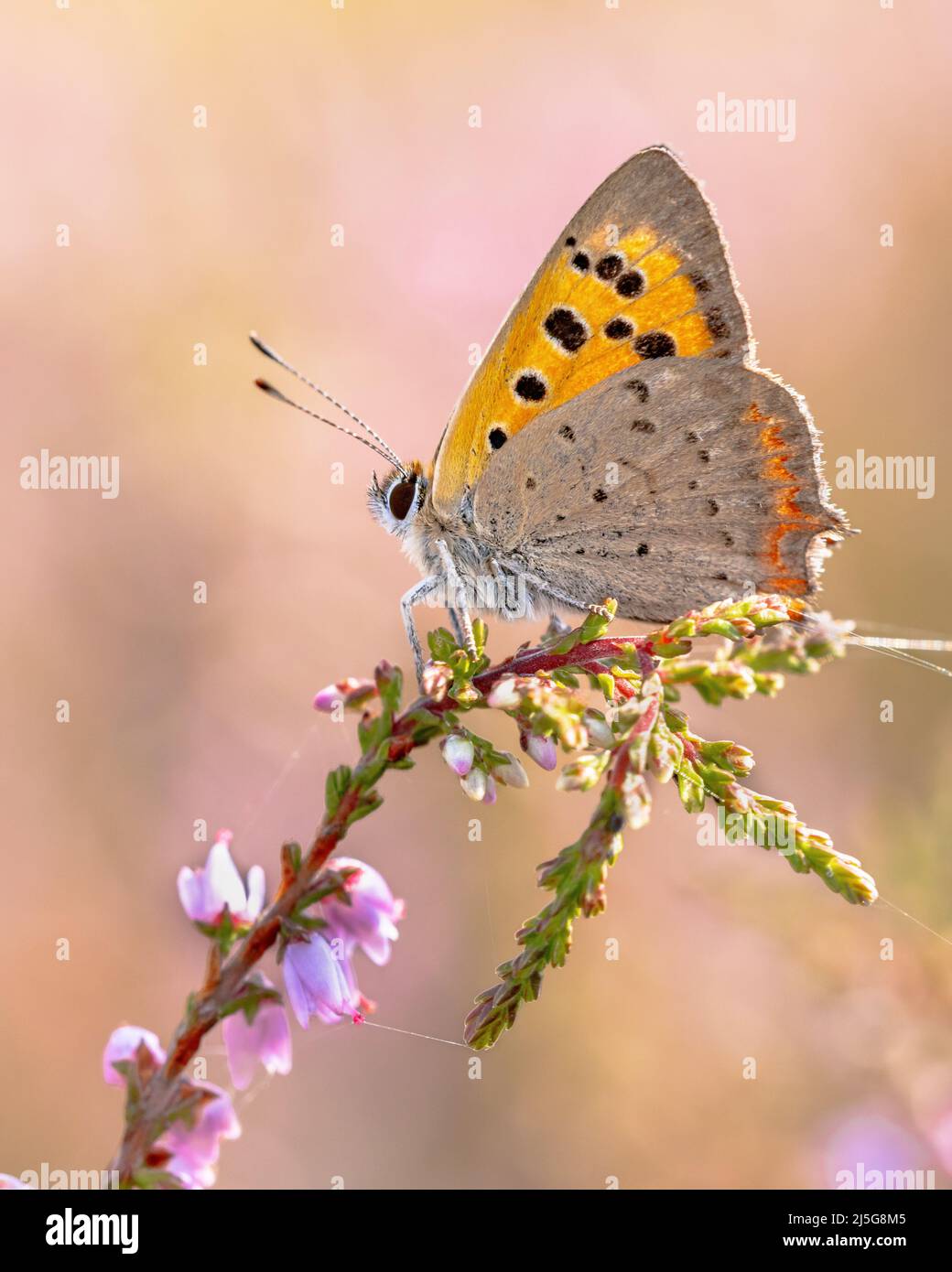 Small copper (Lycaena phlaeas) butterfly perched on heath flower on a sunny day in july. Veluwe, Gelderland, Netherlands Stock Photo