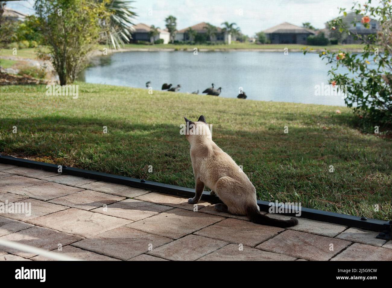 Tonkinese cat looking through screening at birds, pond, grass, animal, pavers, feline, pet, wistful, PR Stock Photo