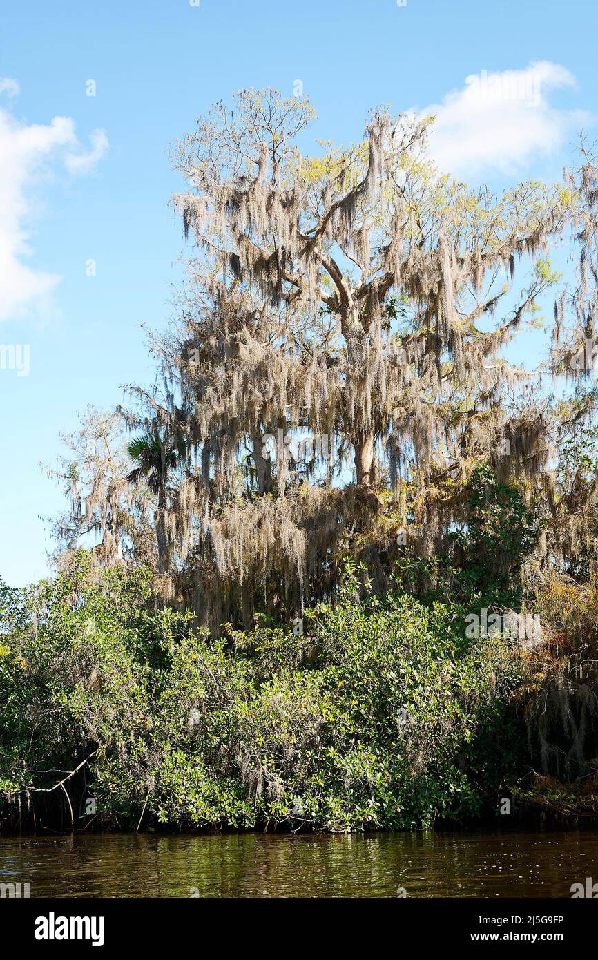 tree draped in Spanish moss, new leaves, ethereal, nature, Tillandsia