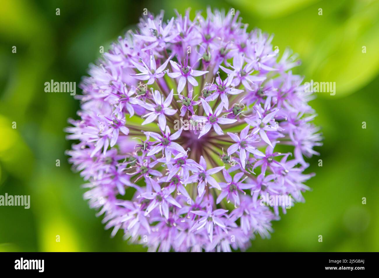 The wonderful purple flower of the ornamental lily Stock Photo