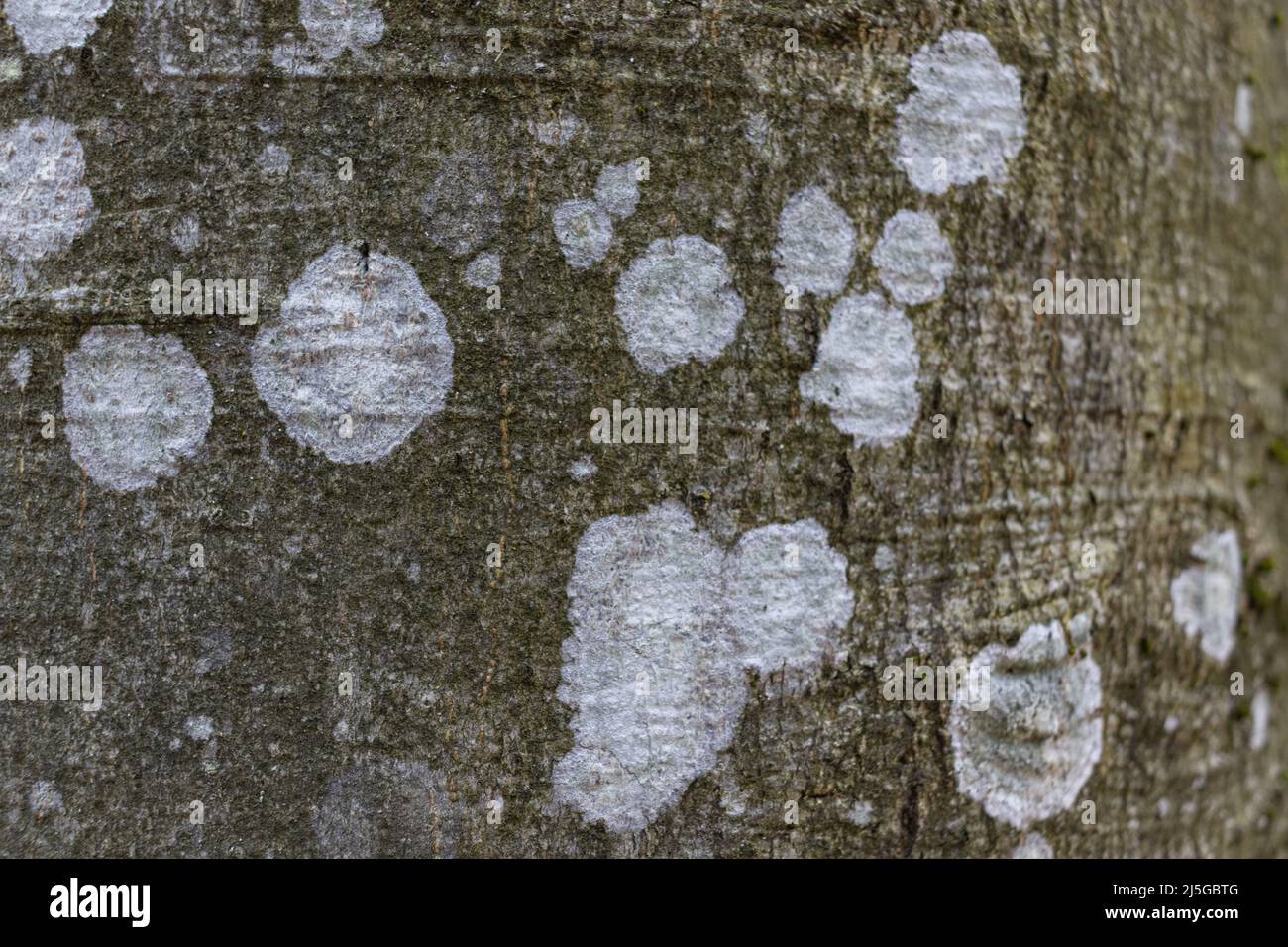Closeup texture of grey beech tree bark with white spots of lichen, macro image background