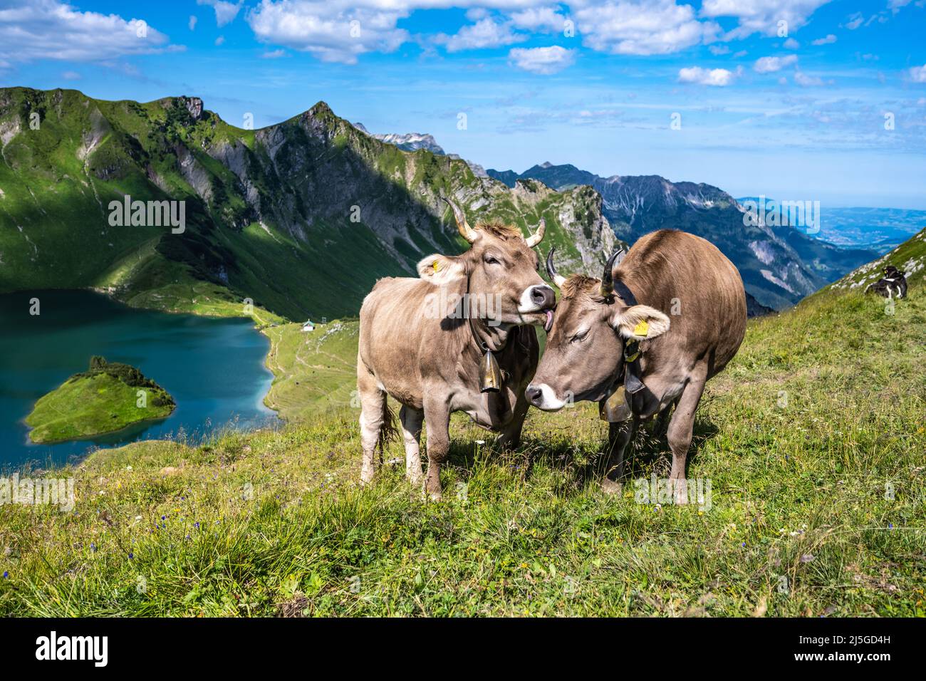 Cows grazing on the mountain meadow at lake Schrecksee in the bavarian alps Stock Photo