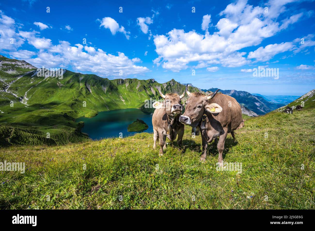 Cows grazing on the mountain meadow at lake Schrecksee in the bavarian alps Stock Photo