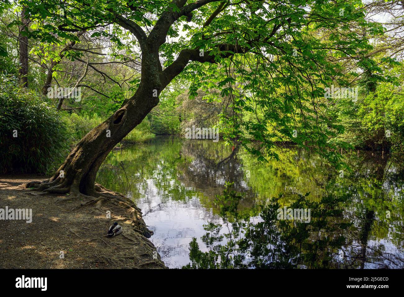 Dulwich Village, London, UK: Belair Park, a public park in Dulwich Village, south London. View of the small lake surrounded by trees with a duck. Stock Photo