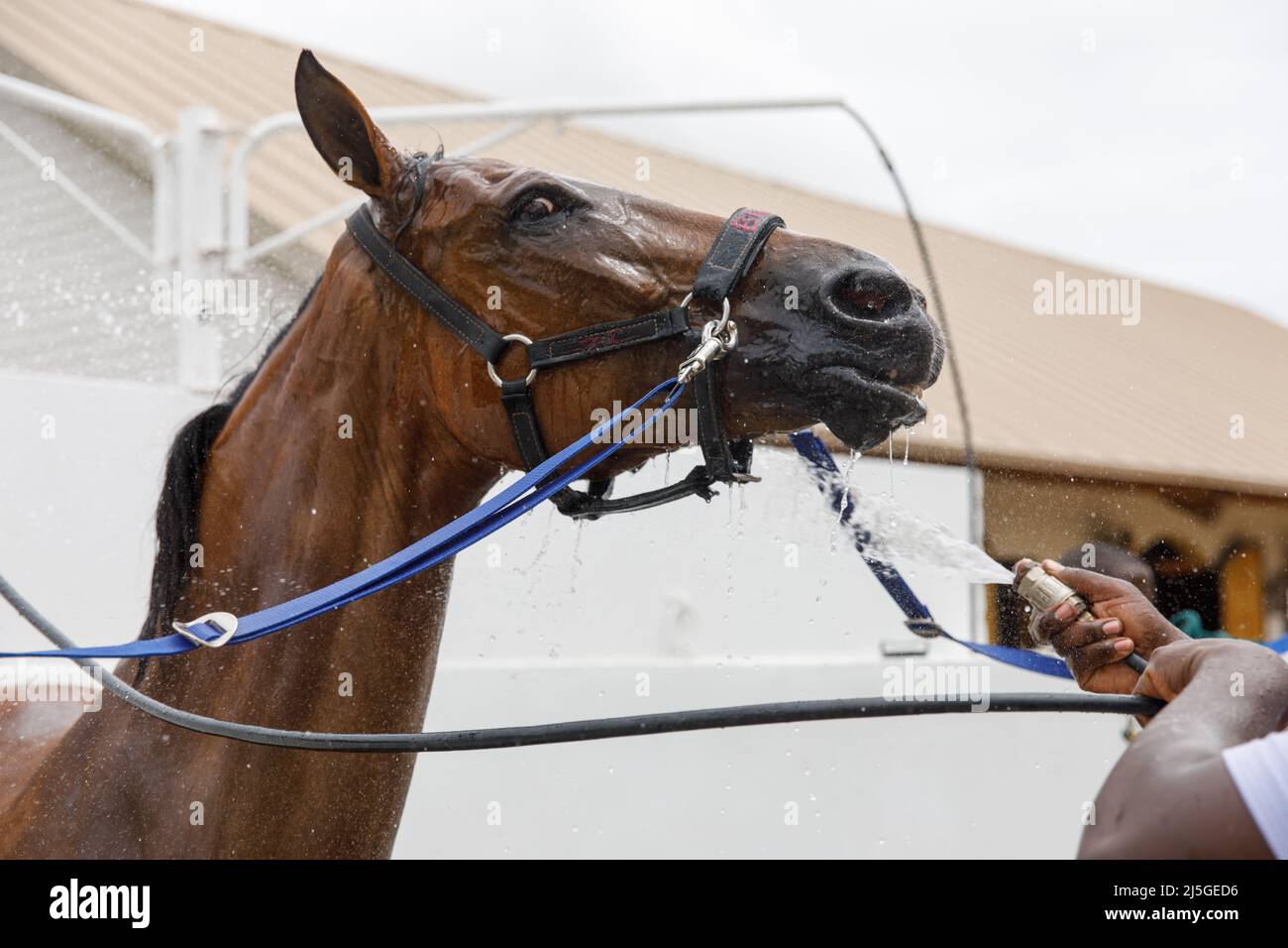 Horse portrait in spray of water. Horse shower at the stable Stock
