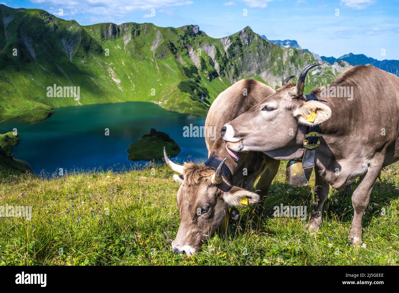 Cows grazing on the mountain meadow at lake Schrecksee in the bavarian alps Stock Photo