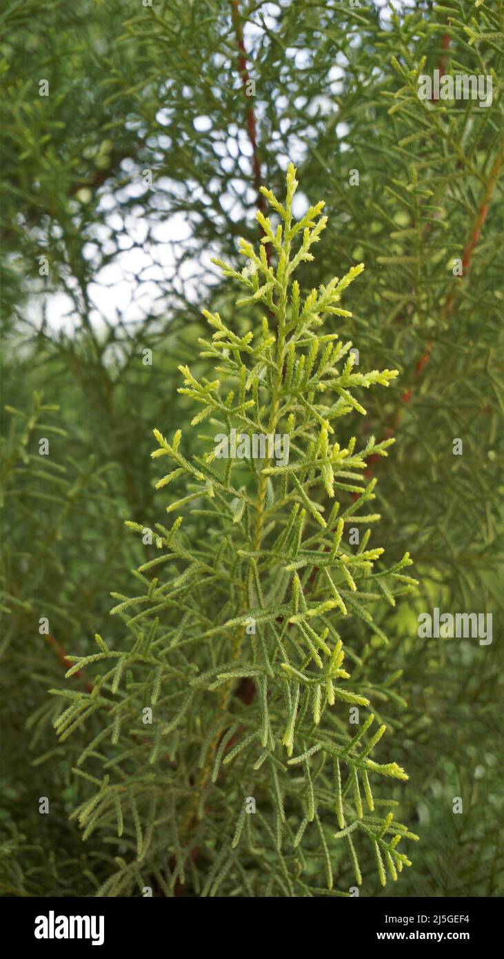 Closeup background image of Arizona cypress also known as Cupressus arizonica. Beautiful natural pattern Stock Photo